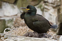 Farne Islands