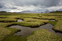 Salt Marsh.