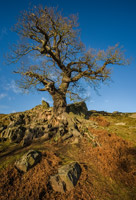 Bradgate Park