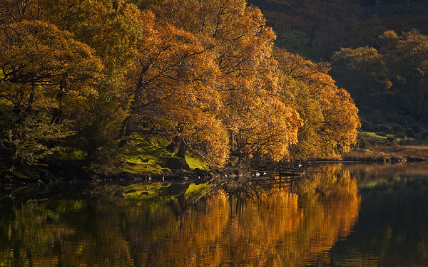 Buttermere Bushes. Fine Art Landscape Photography by Gary Waidson