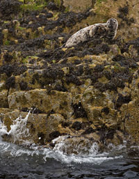 Farne Islands