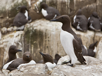 Farne Islands