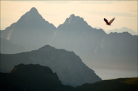 White tailed eagle over Lofoten peaks. 