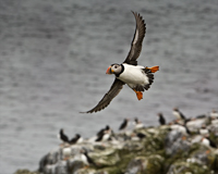 Farne Islands