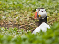 Farne Islands