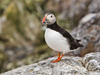 Farne Islands