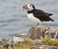 Farne Islands