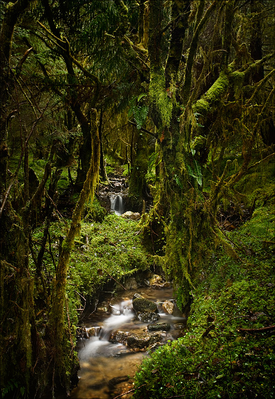 Caledonian Rainforest