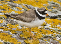 Farne Islands