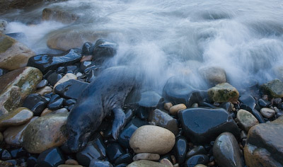 Seal Pup. Fine Art Landscape Photography by Gary Waidson