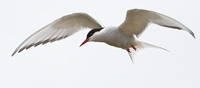 Farne Islands