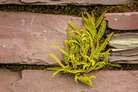 Dinorwig