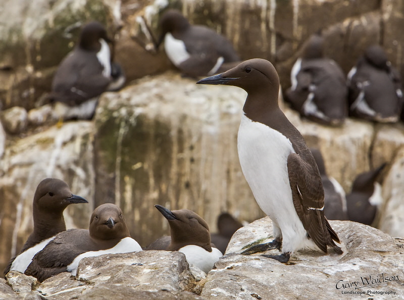 Guillemot. Waylandscape. Fine Art Landscape Photography by Gary Waidson