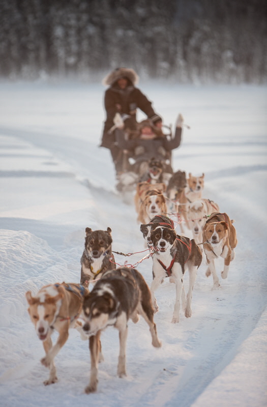 Sled team near Jokkmokk. Fine Art Landscape Photography by Gary Waidson