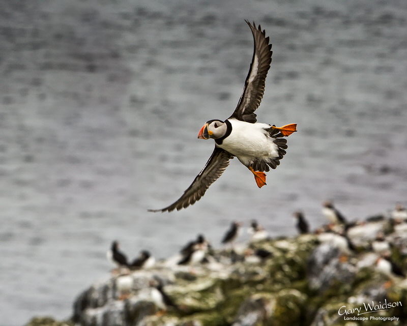Puffin Landing. Waylandscape. Fine Art Landscape Photography by Gary Waidson