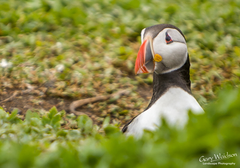 Puffin in burrow. Waylandscape. Fine Art Landscape Photography by Gary Waidson