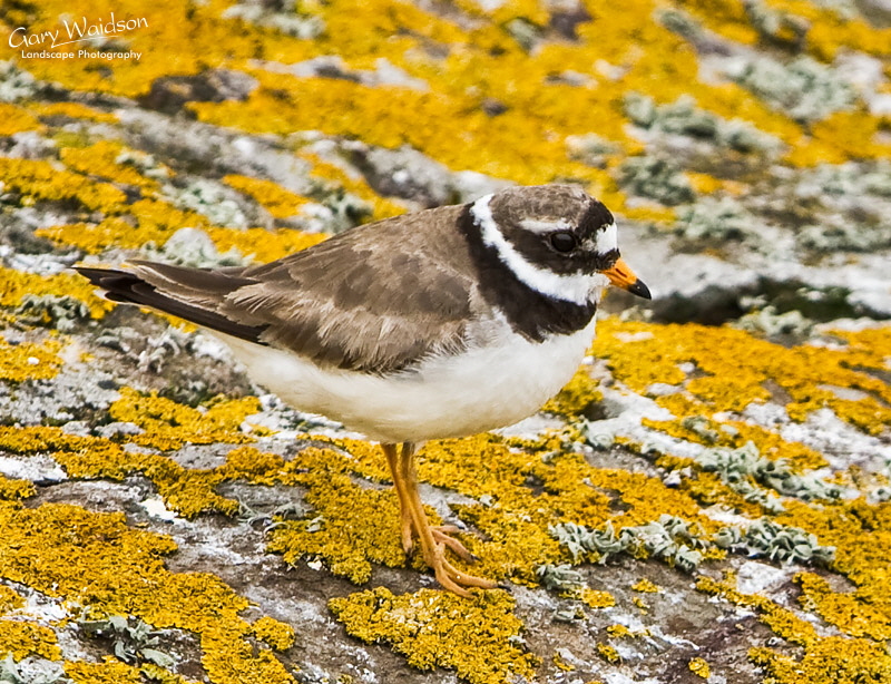 Ringed Plover. Waylandscape. Fine Art Landscape Photography by Gary Waidson