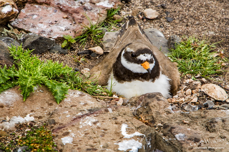 Ringed Plover on nest. Waylandscape. Fine Art Landscape Photography by Gary Waidson