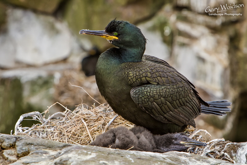Phalacrocorax aristotelis. Waylandscape. Fine Art Landscape Photography by Gary Waidson