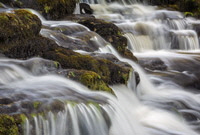 Thornton Force  