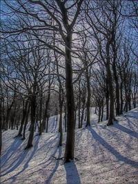 Tandlewood. 