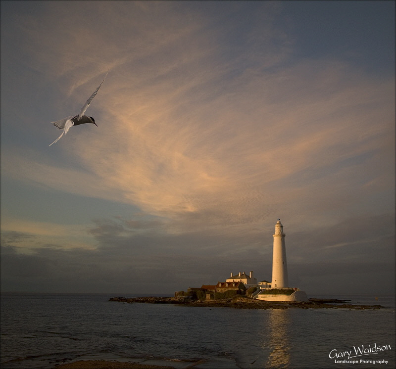Arctic Tern over St. Mary's Lighthouse. Landscape photography by Gary Waidson.